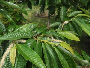 霊園の植栽を紹介します