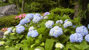 いちかわ大町霊園の紫陽花