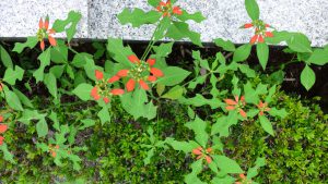 この植物