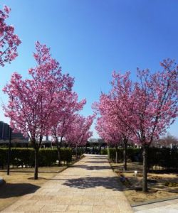 桜の花びらが舞う