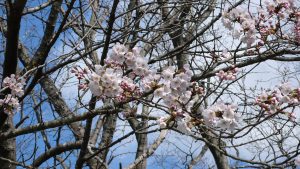 ❀平成霊園の桜❀