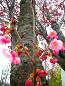 柏中央霊園「開花宣言」