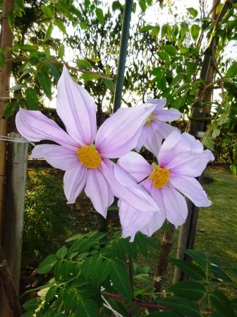 冬に咲く木木の花 市川市の霊園 お墓 墓地 墓石の事は和泉家石材店へ