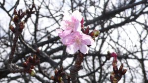 河津桜