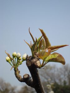 「この花、何の花？」