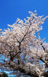 桜吹雪