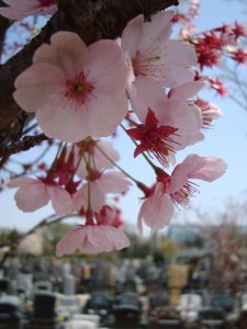 桜色舞う市川の杜霊園　