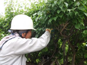 市川の杜霊園の梅の実・・続編