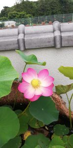 平成霊園の夏の花