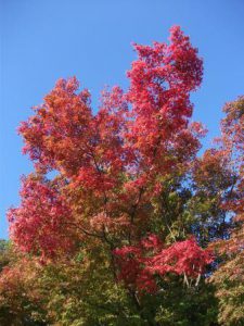 色づく紅葉