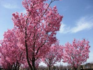 陽光桜が満開に・・・