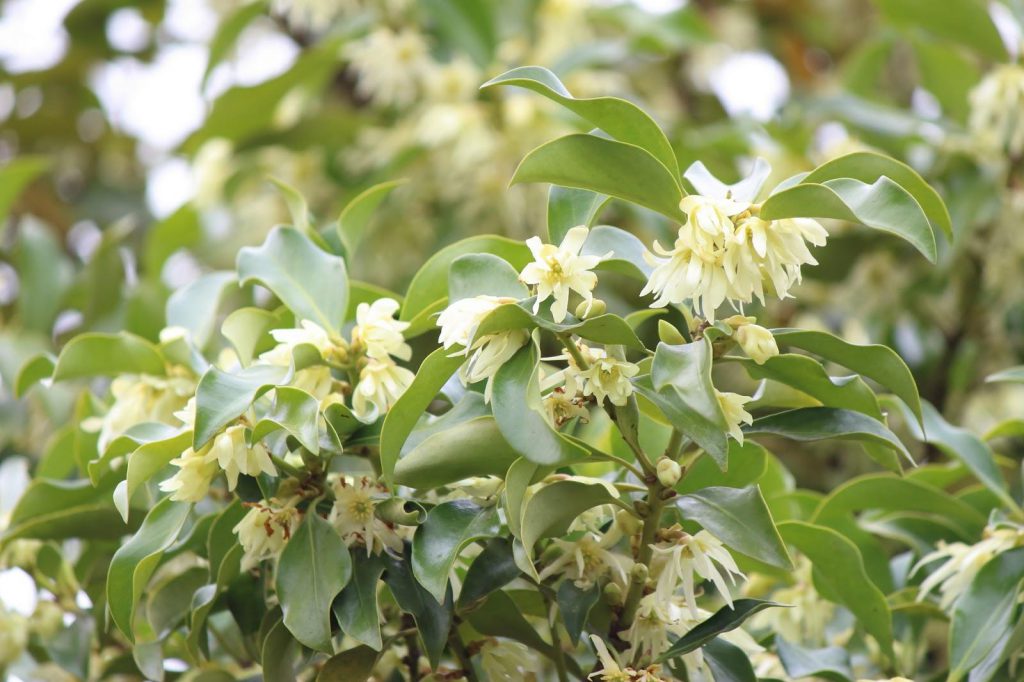 仏教でお墓に供えるしきびってどんな植物 供える理由やよくある疑問を解説 市川市の霊園 お墓 墓地 墓石の事は和泉家石材店へ