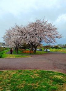 「桜花爛漫」から「葉桜」へ