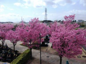 桜満開に・・・