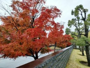 11月下旬になりました