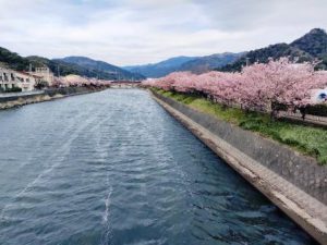 桜の季節も終わり・・・